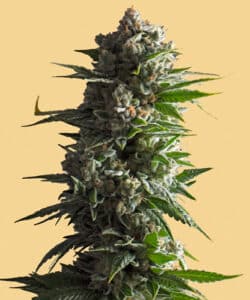 indica marijuana plant